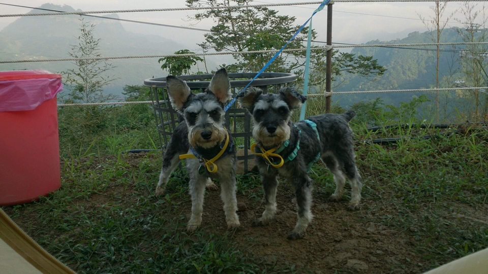 寵物保母散步最好的陪伴～ - 服務說明 3