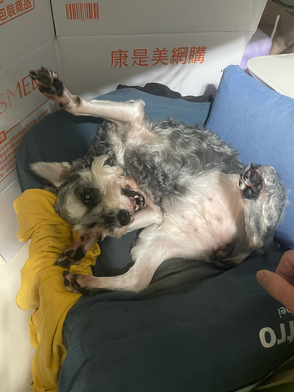 寵物保母散步最好的陪伴～ - 服務說明 6