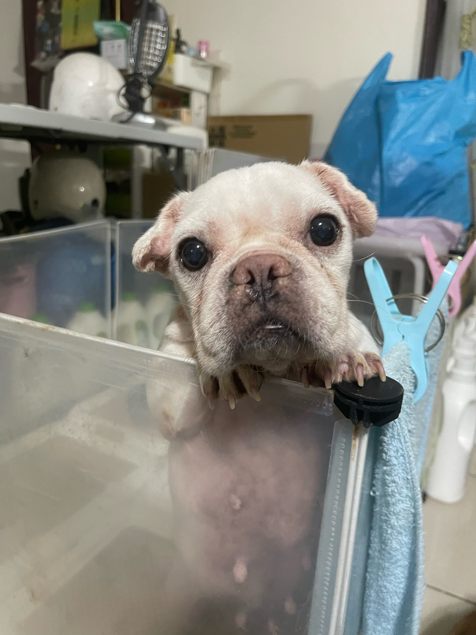 寵物保母散步最好的陪伴～ - 服務說明 4