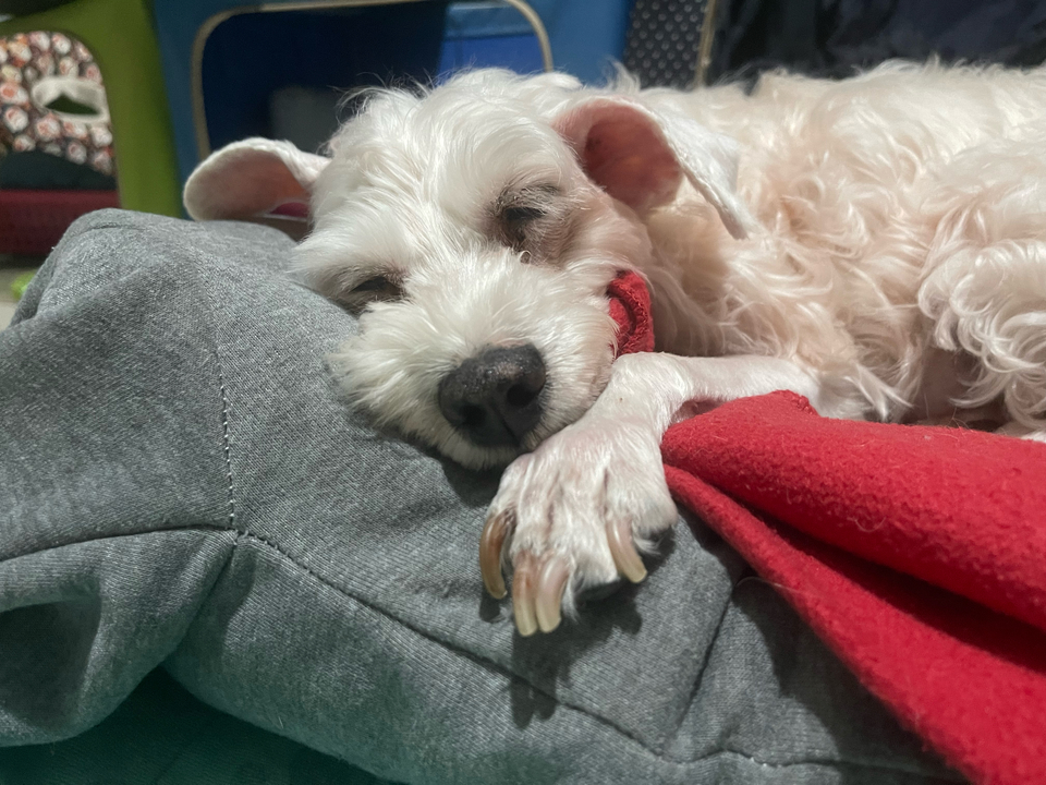 寵物保母散步最好的陪伴～ - 服務說明 5