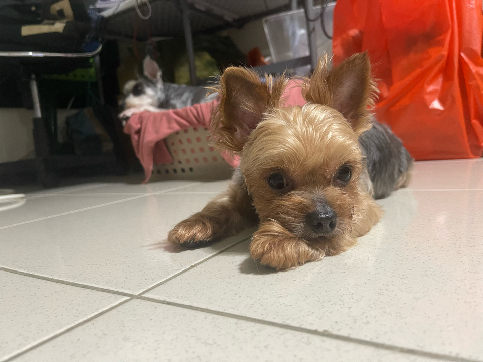 寵物保母散步最好的陪伴～ - 服務說明 1