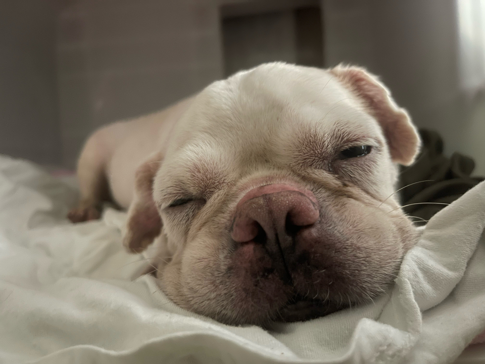 寵物保母散步最好的陪伴～ - 服務說明 2