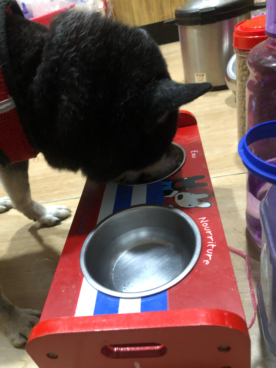 甜心天使    寵物到府照顧 - 服務說明 1