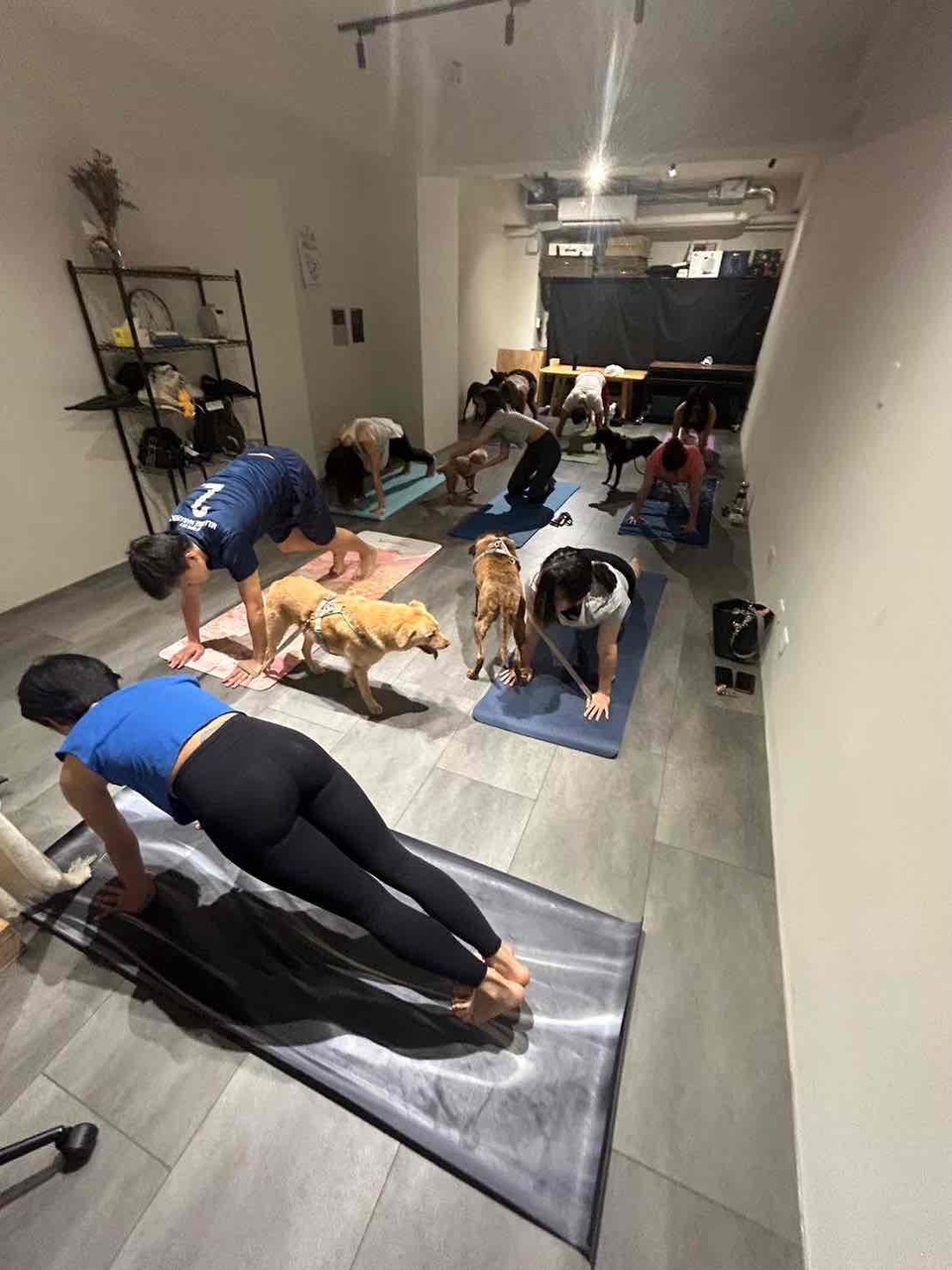 🐕‍🦺 寵物瑜珈 Doga｜歡迎預約包場 🧘‍♀️🐶 - Description 3