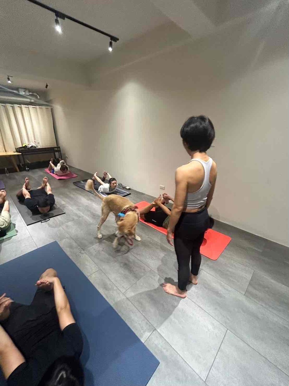 🐕‍🦺 寵物瑜珈 Doga｜歡迎預約包場 🧘‍♀️🐶 - Description 4