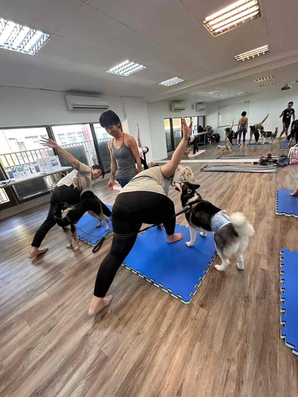 🐕‍🦺 寵物瑜珈 Doga｜歡迎預約包場 🧘‍♀️🐶 - Description 2