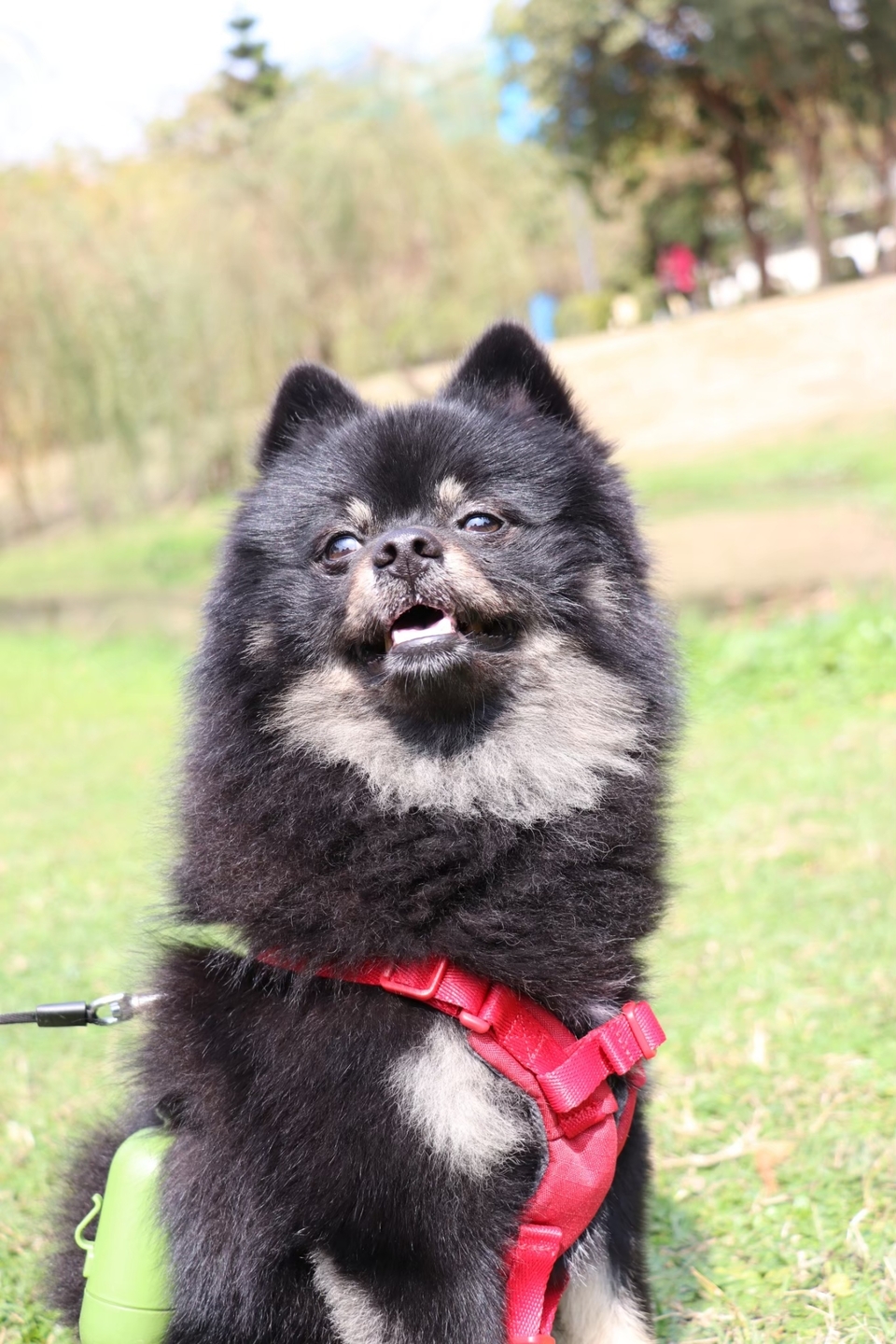 提供貓咪、狗狗、鳥寶、鼠寶和兔寶的到府陪伴與照顧 - 服務說明 1