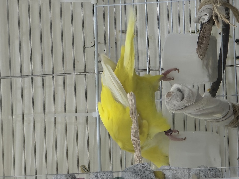 提供貓咪、狗狗、鳥寶、鼠寶和兔寶的到府陪伴與照顧 - 服務說明 8