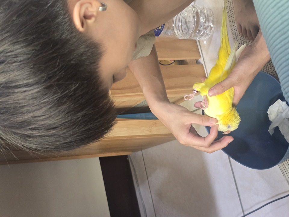 提供貓咪、狗狗、鳥寶、鼠寶和兔寶的到府陪伴與照顧 - 服務說明 7