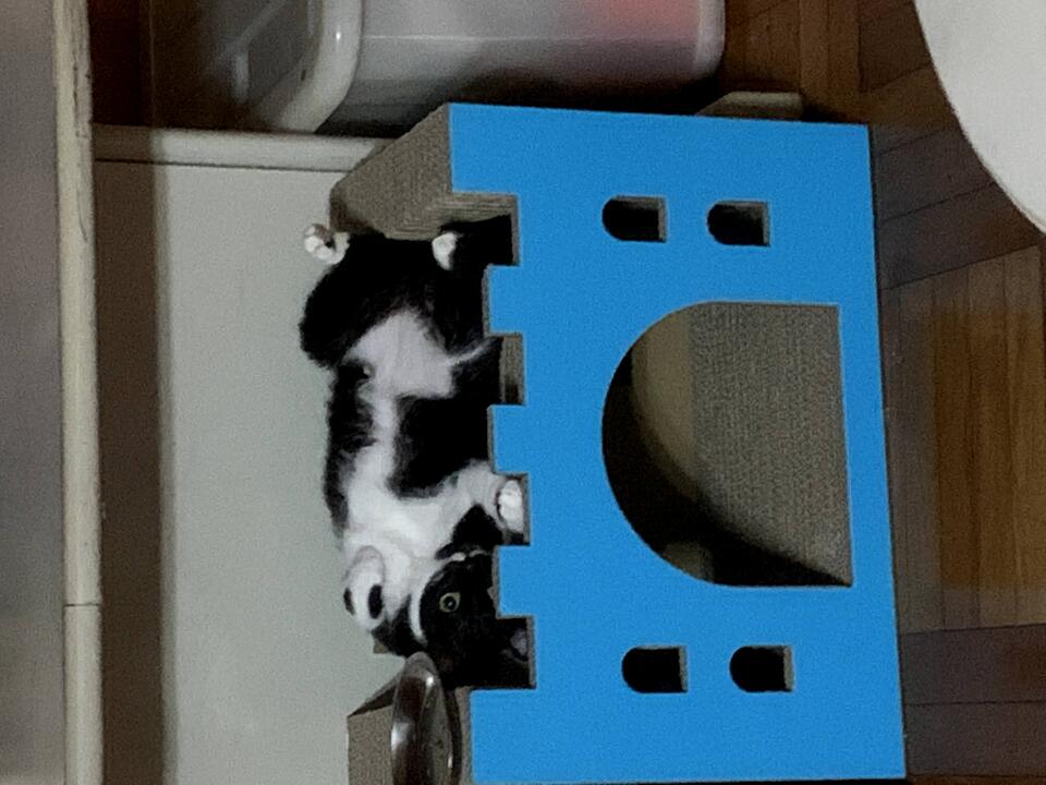 提供貓咪、狗狗、鳥寶、鼠寶和兔寶的到府陪伴與照顧 - 服務說明 4