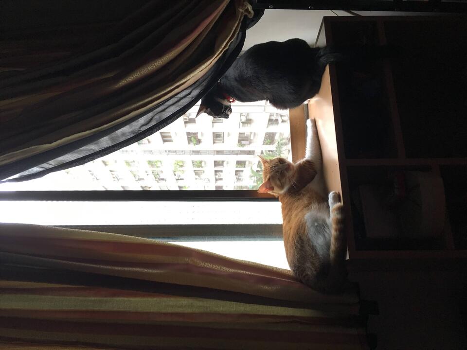 提供貓咪、狗狗、鳥寶、鼠寶和兔寶的到府陪伴與照顧 - 服務說明 6