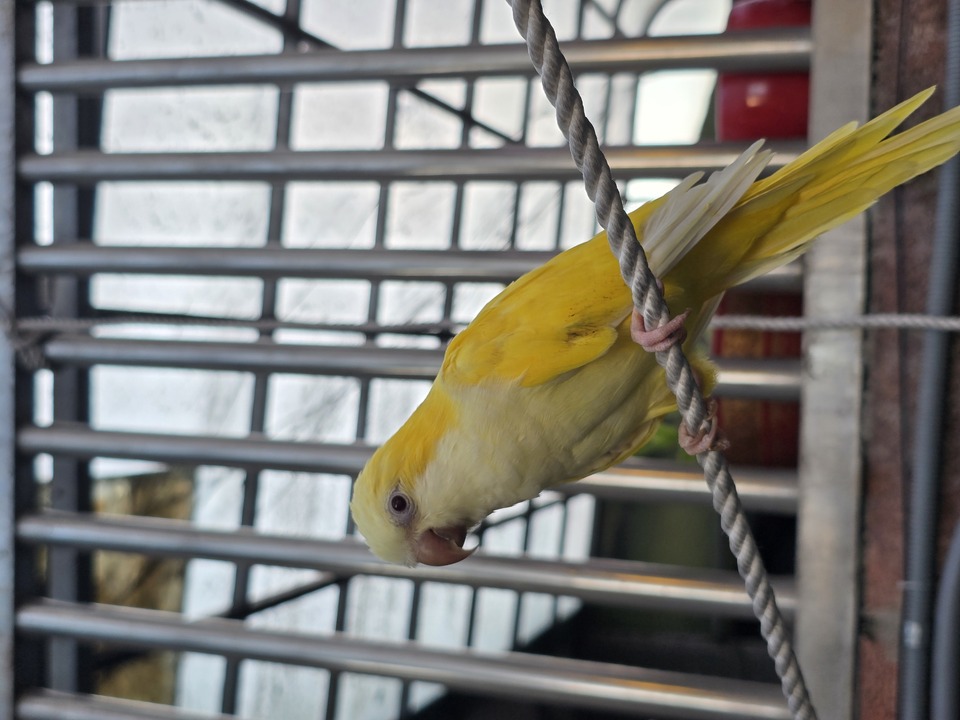 提供貓咪、狗狗、鳥寶、鼠寶和兔寶的到府陪伴與照顧 - 服務說明 3