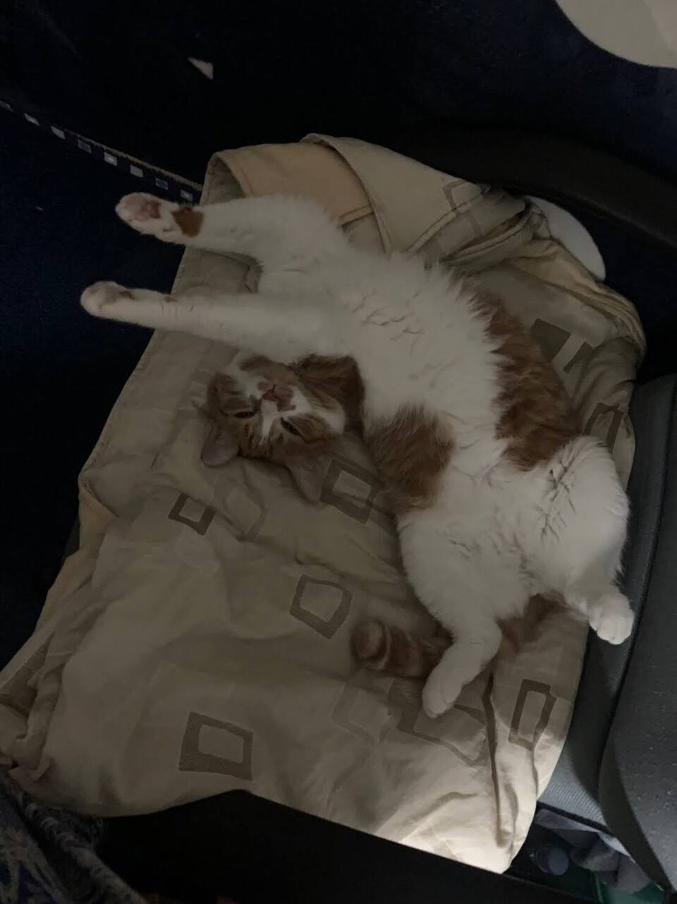 提供貓咪、狗狗、鳥寶、鼠寶和兔寶的到府陪伴與照顧 - 服務說明 5