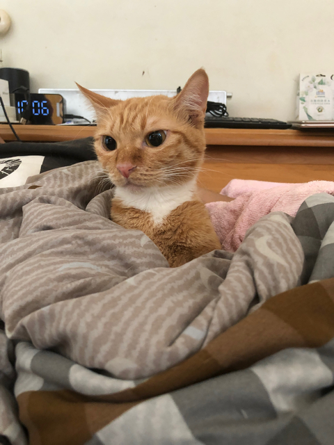 到府照顧🐱🐶大慶夜市、新烏日火車站鄰居專屬優惠 - 服務說明 1