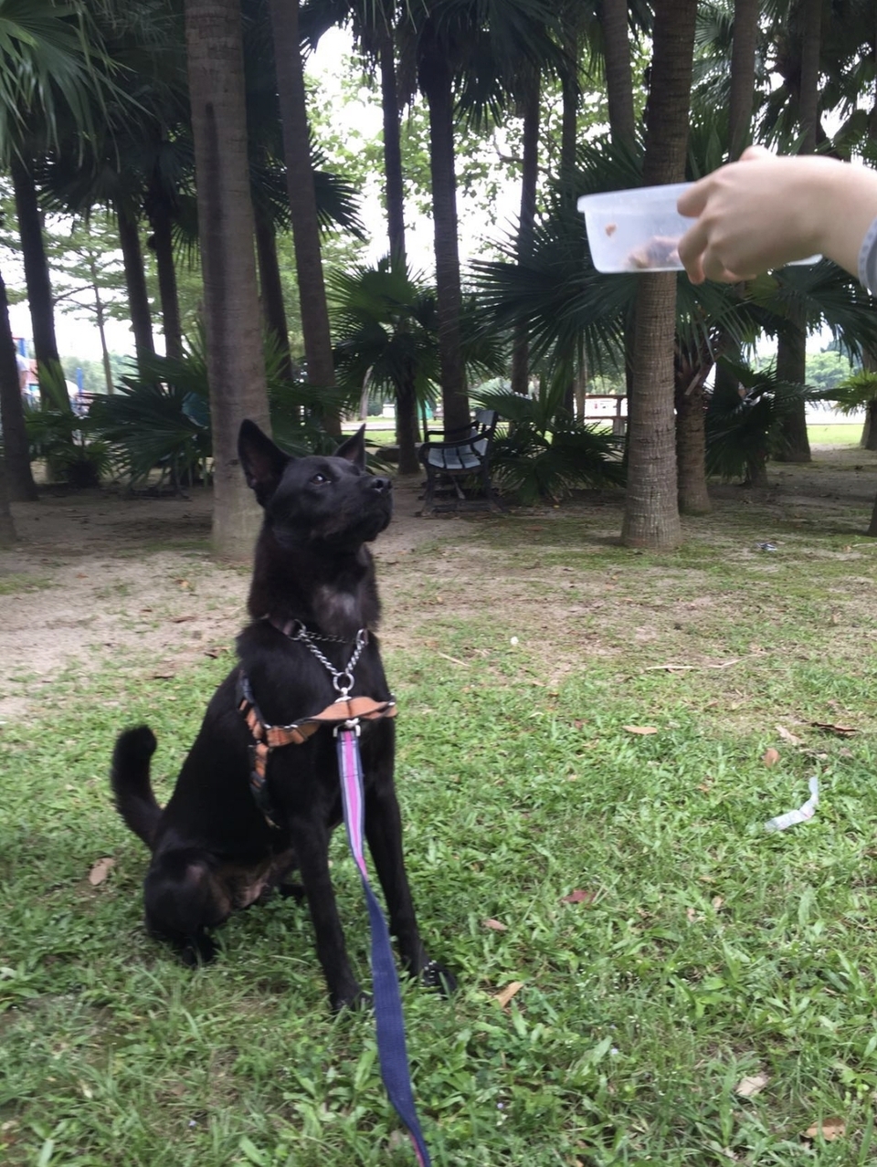 遛狗 walk狗 服務 - サービス説明 2