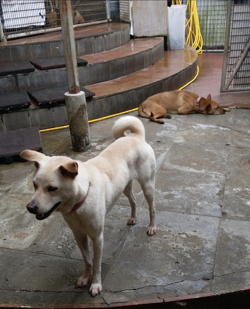 遛狗 walk狗 服務 - サービス説明 5