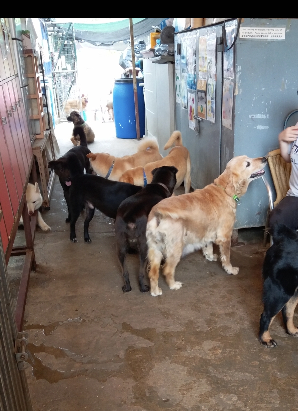 遛狗 walk狗 服務 - サービス説明 4