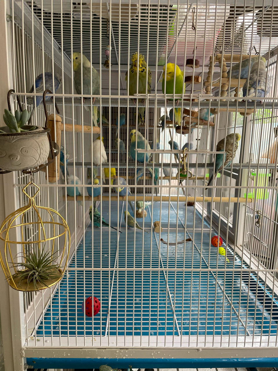 𓅂鳥寶寄宿專區𓅪虎皮鸚鵡/日$250 ╸單獨大鳥籠╸擁有專業養鳥經驗╸乾淨衛生╸鄰近幼獅交流道 - Description 3