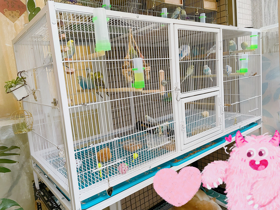 𓅂鳥寶寄宿專區𓅪虎皮鸚鵡/日$250 ╸單獨大鳥籠╸擁有專業養鳥經驗╸乾淨衛生╸鄰近幼獅交流道 - Description 4