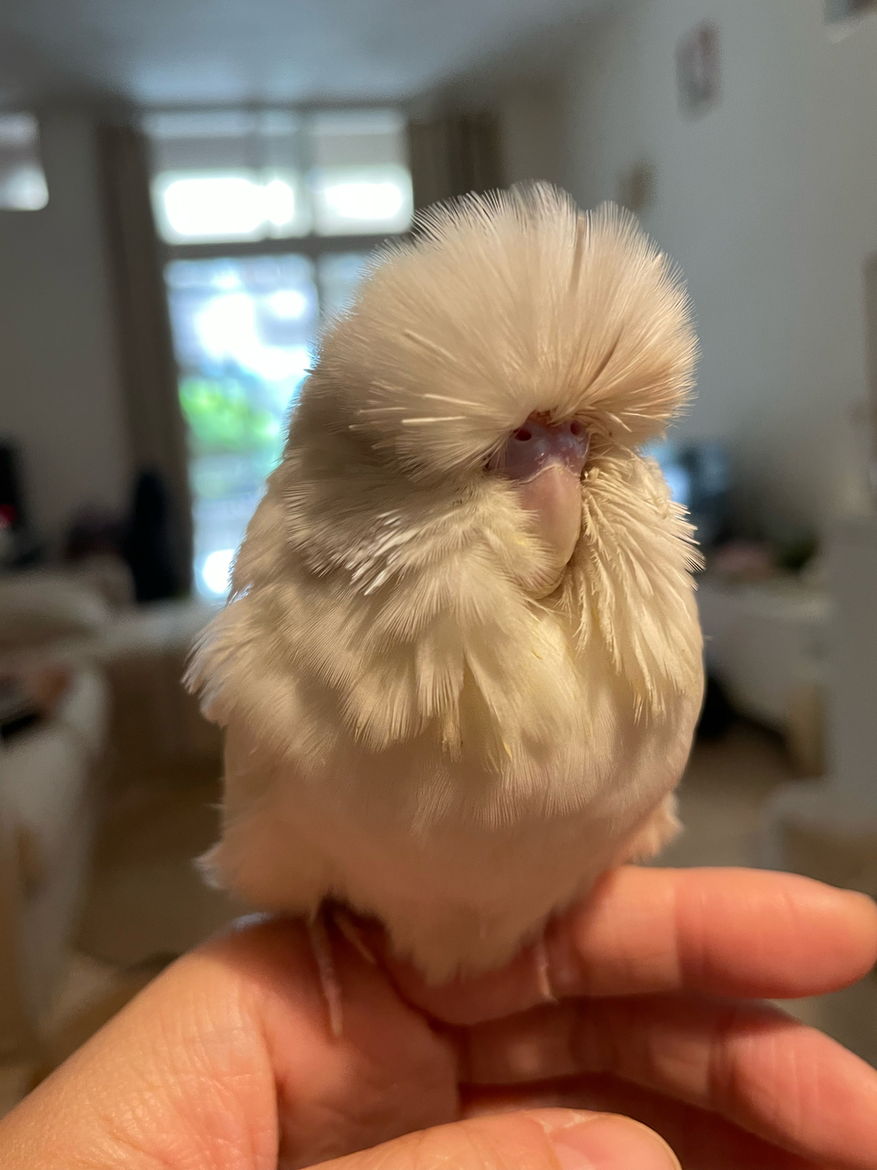 𓅂鳥寶寄宿專區𓅪虎皮鸚鵡/日$250 ╸單獨大鳥籠╸擁有專業養鳥經驗╸乾淨衛生╸鄰近幼獅交流道 - Description 1