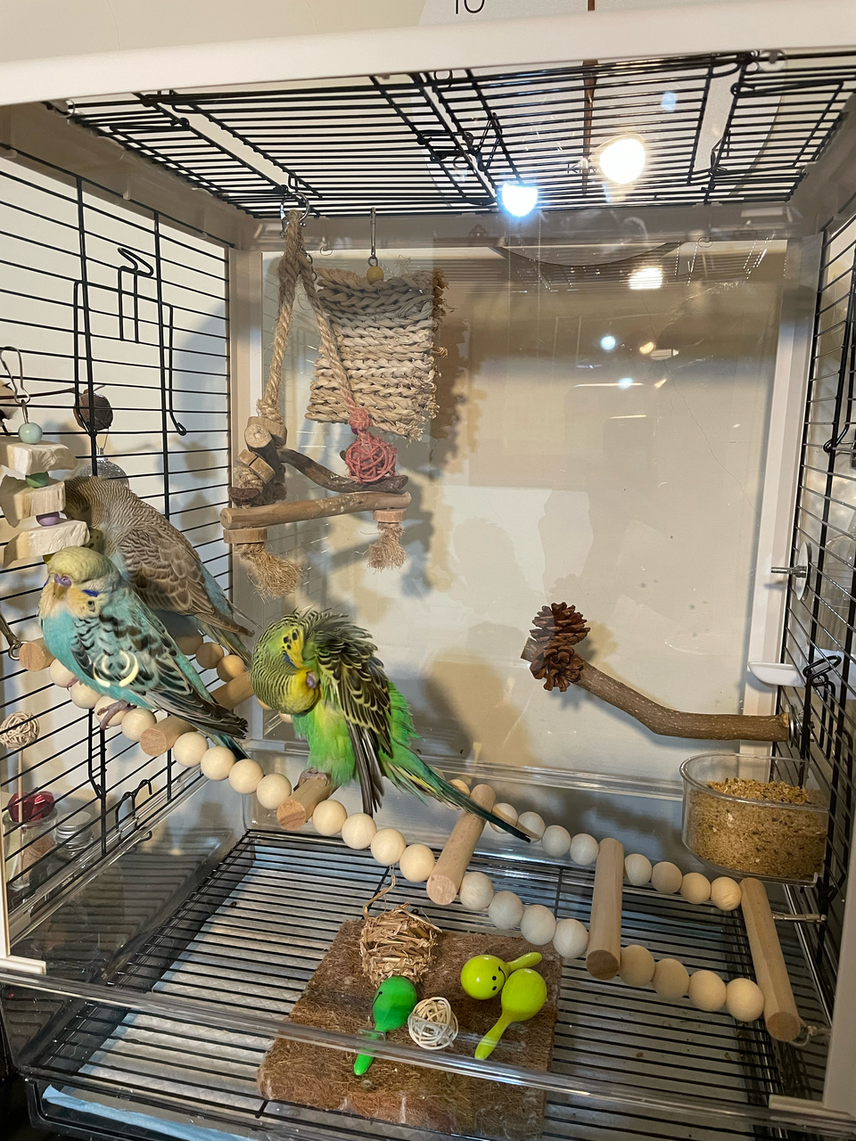 𓅂鳥寶寄宿專區𓅪虎皮鸚鵡/日$250 ╸單獨大鳥籠╸擁有專業養鳥經驗╸乾淨衛生╸鄰近幼獅交流道 - Description 2