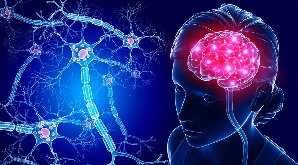 Human brain with neurons