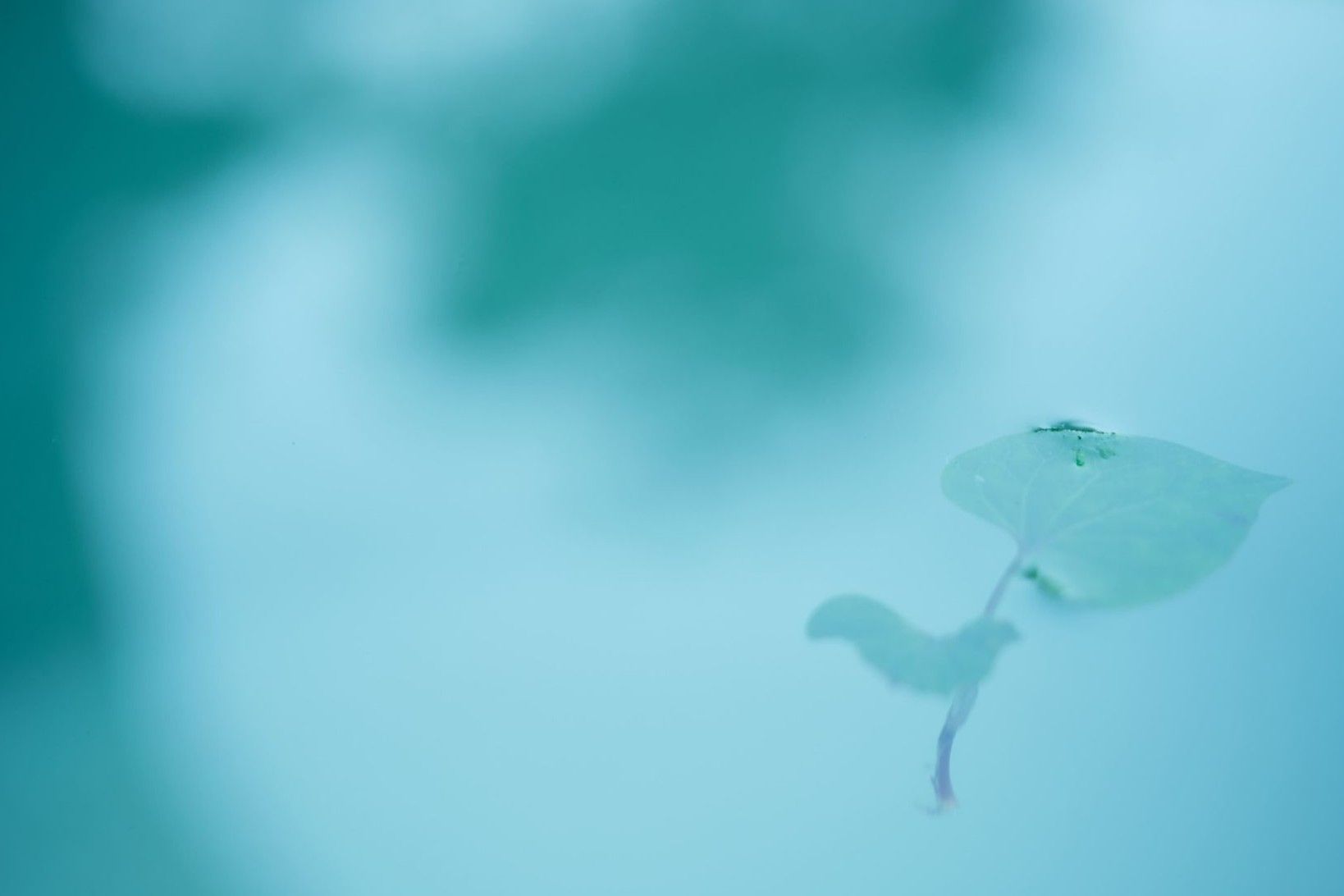 岐阜の森