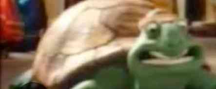 I accidentally screenshotted a turtle