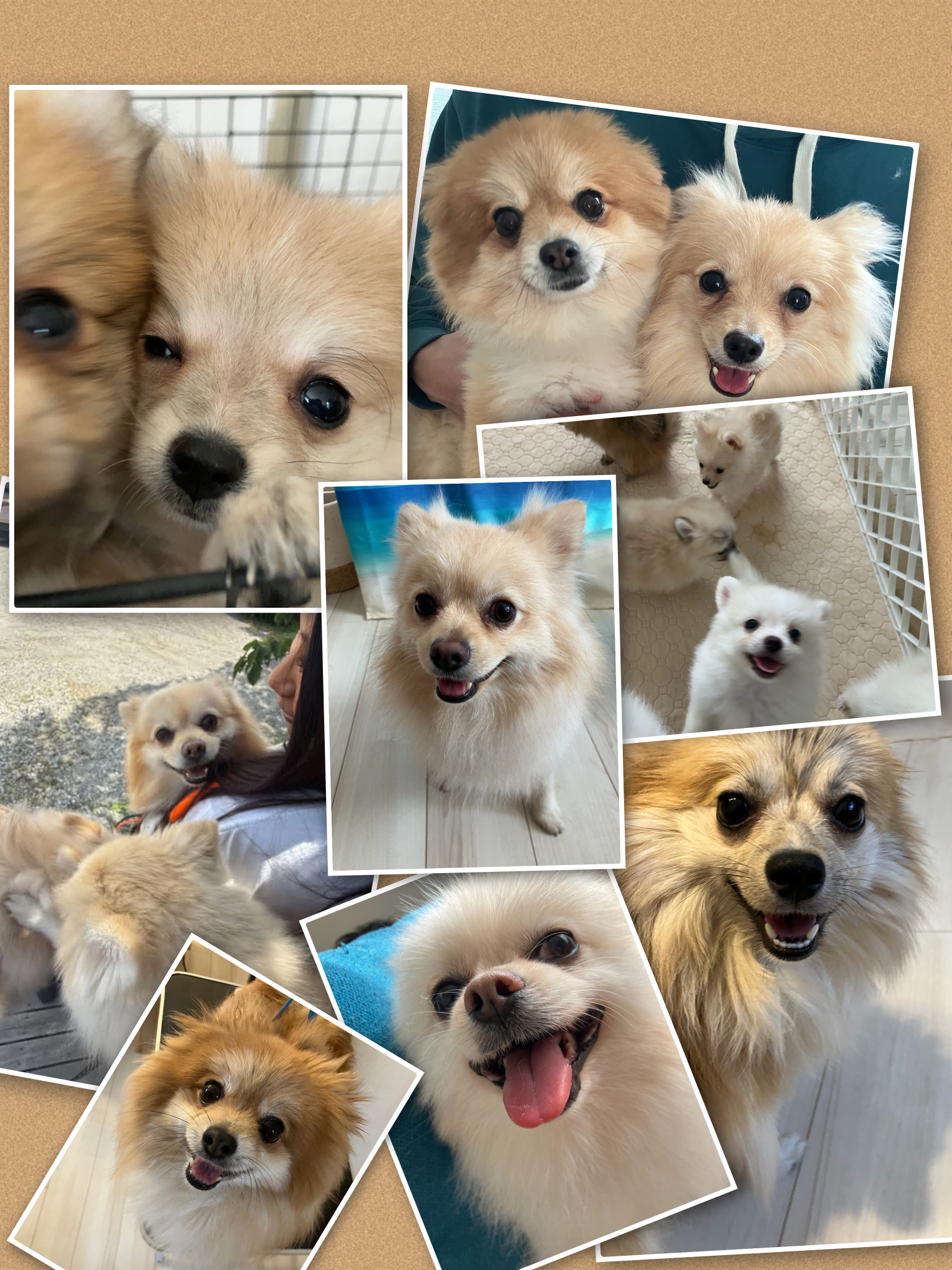 Welina dog profile