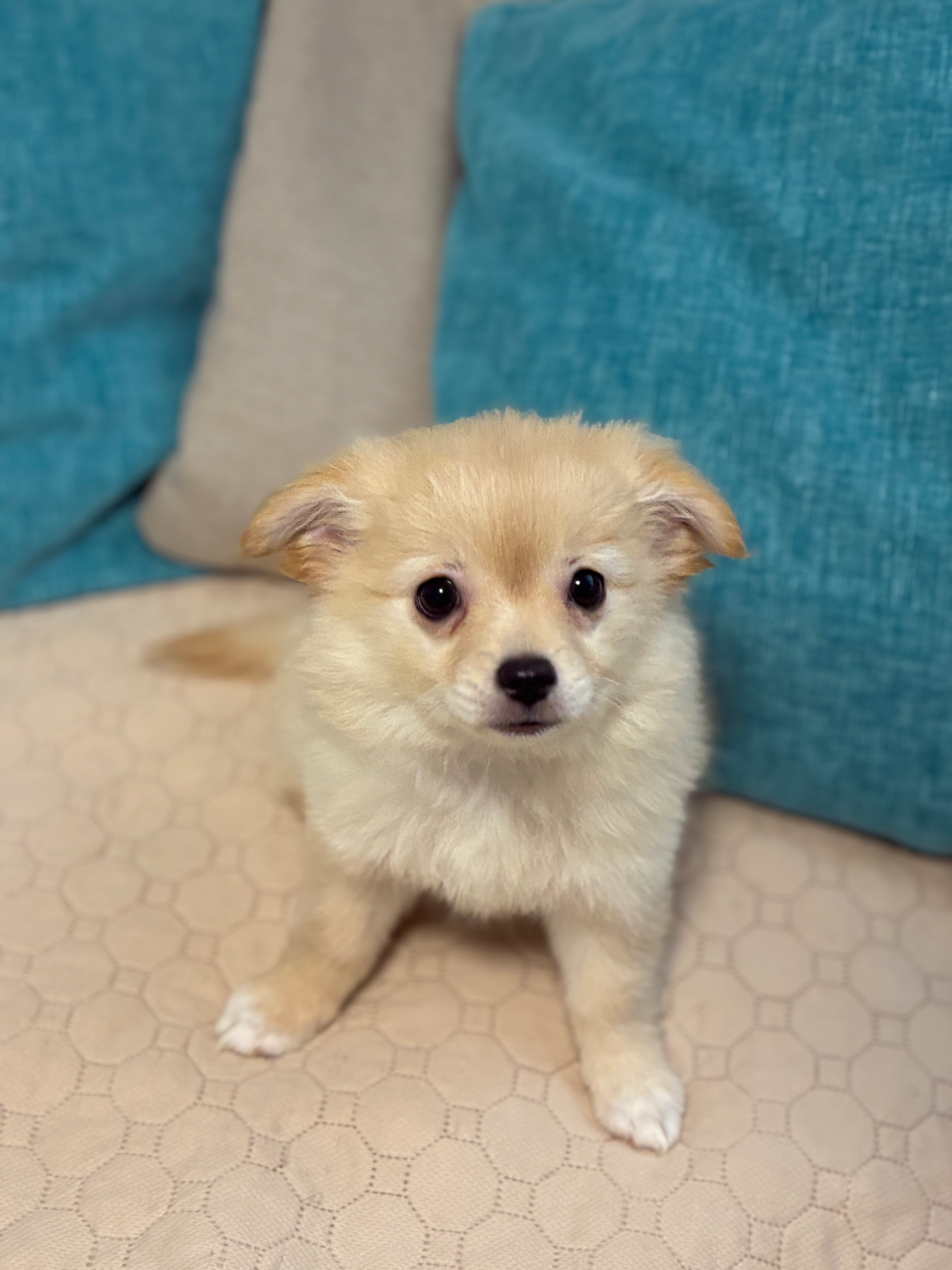 Welina dog 里親募集