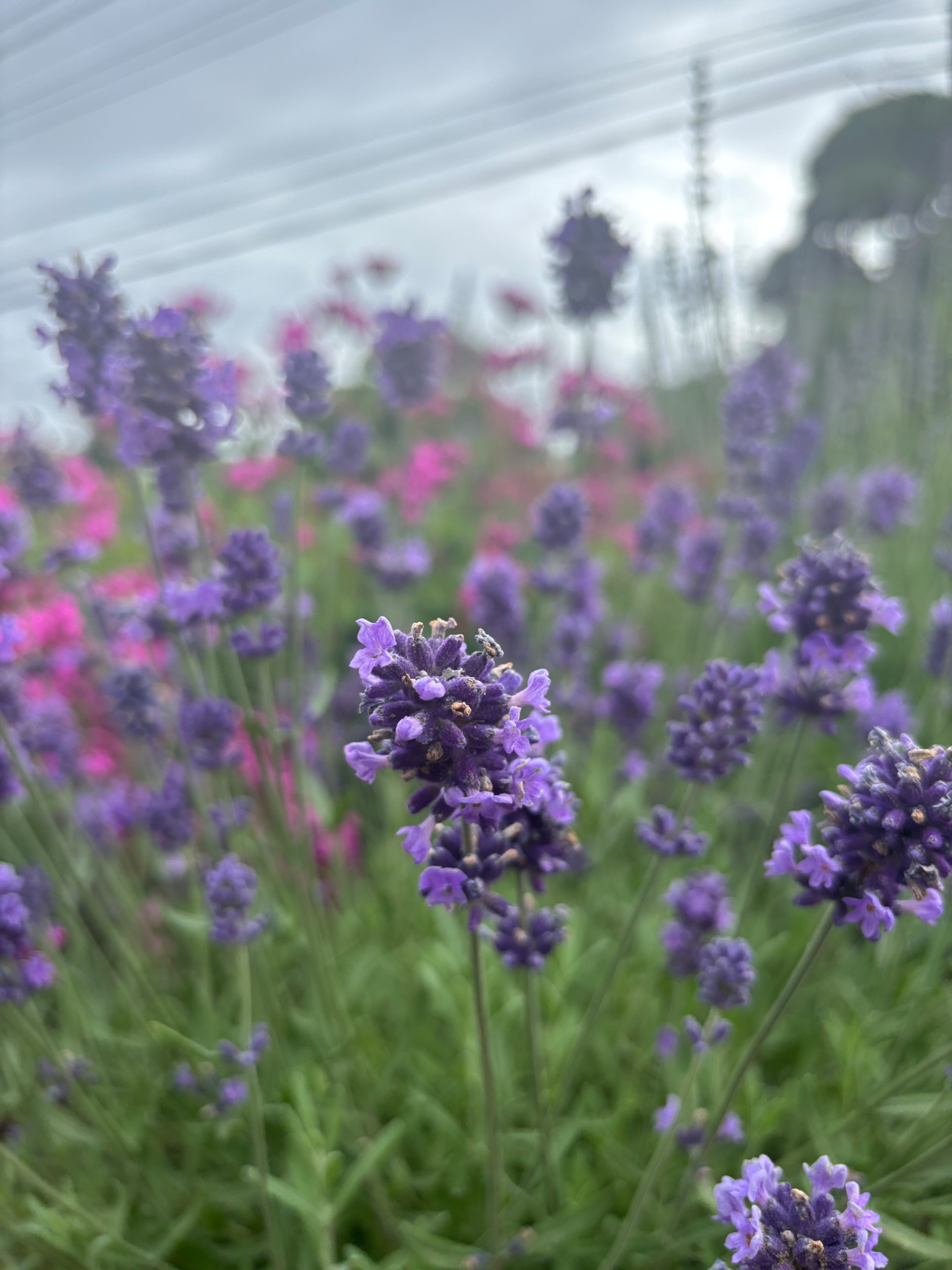 Lavender Field