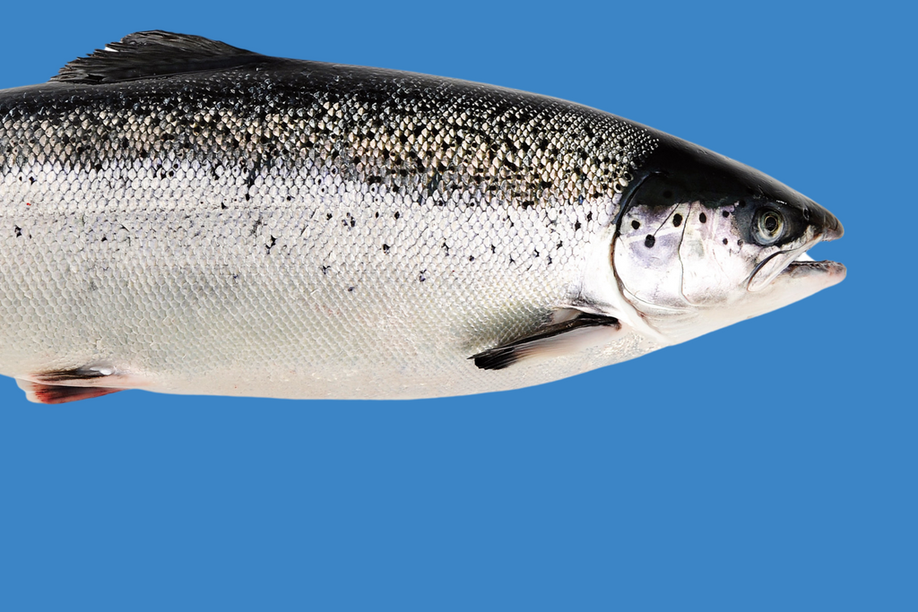 🐟 Ugens laksepris hos FSG 