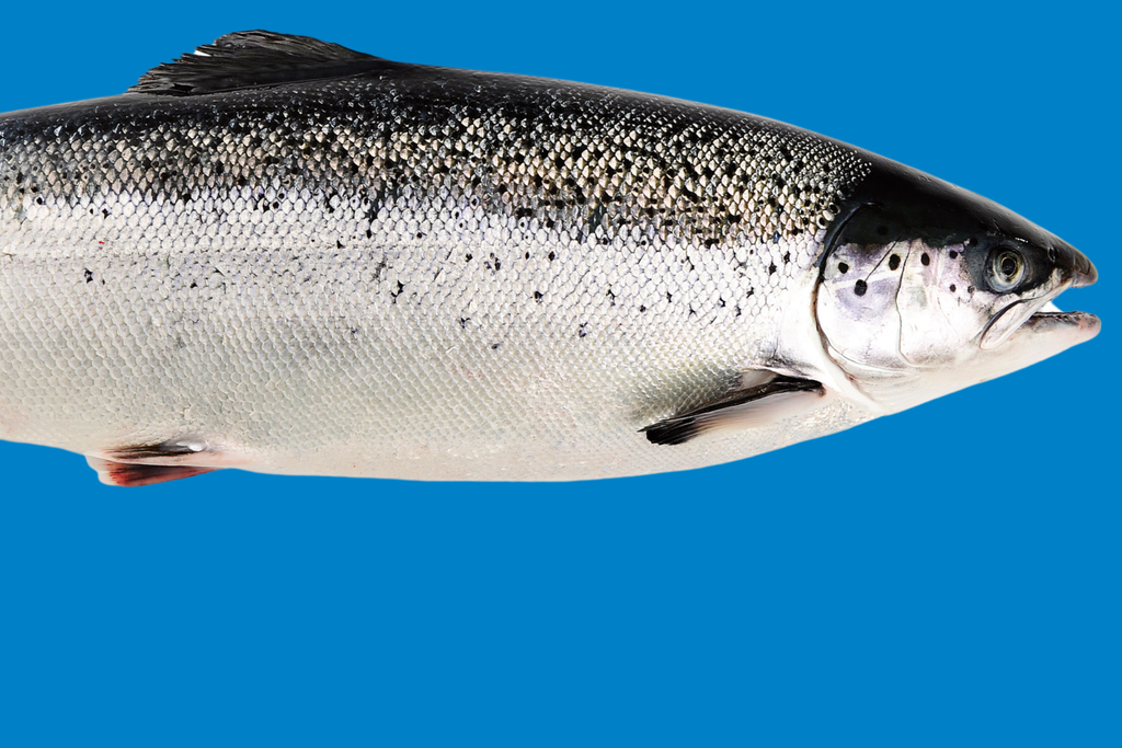 Ugens første priser på frisk laks!