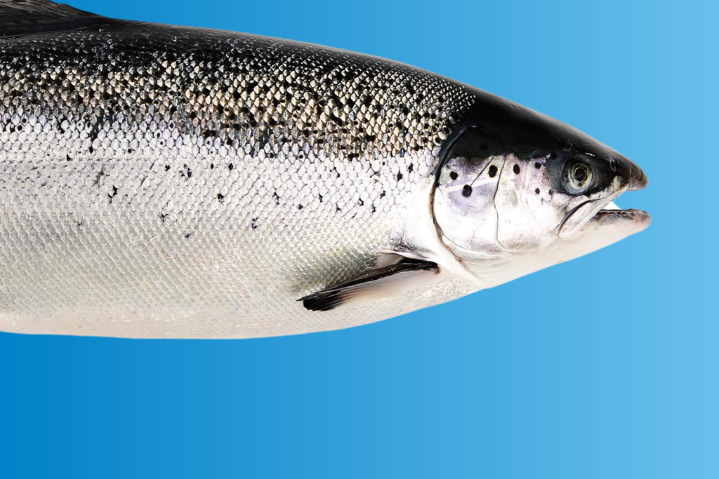 Ugens første priser på frisk laks