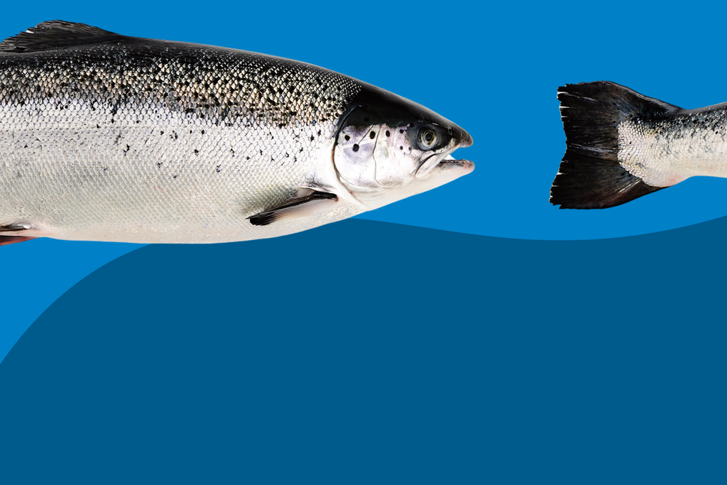 Laksepriserne er faldet!