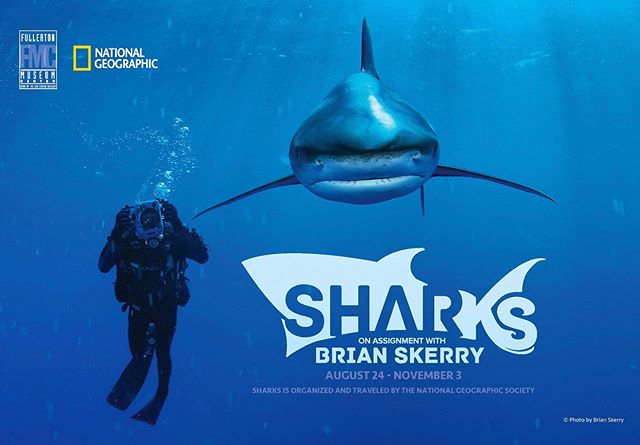 Sharks: On Assignment with Brian Skerry