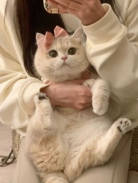 たこやき@常にねむい