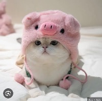 たこやき
