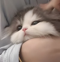 たこやき
