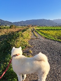 りり