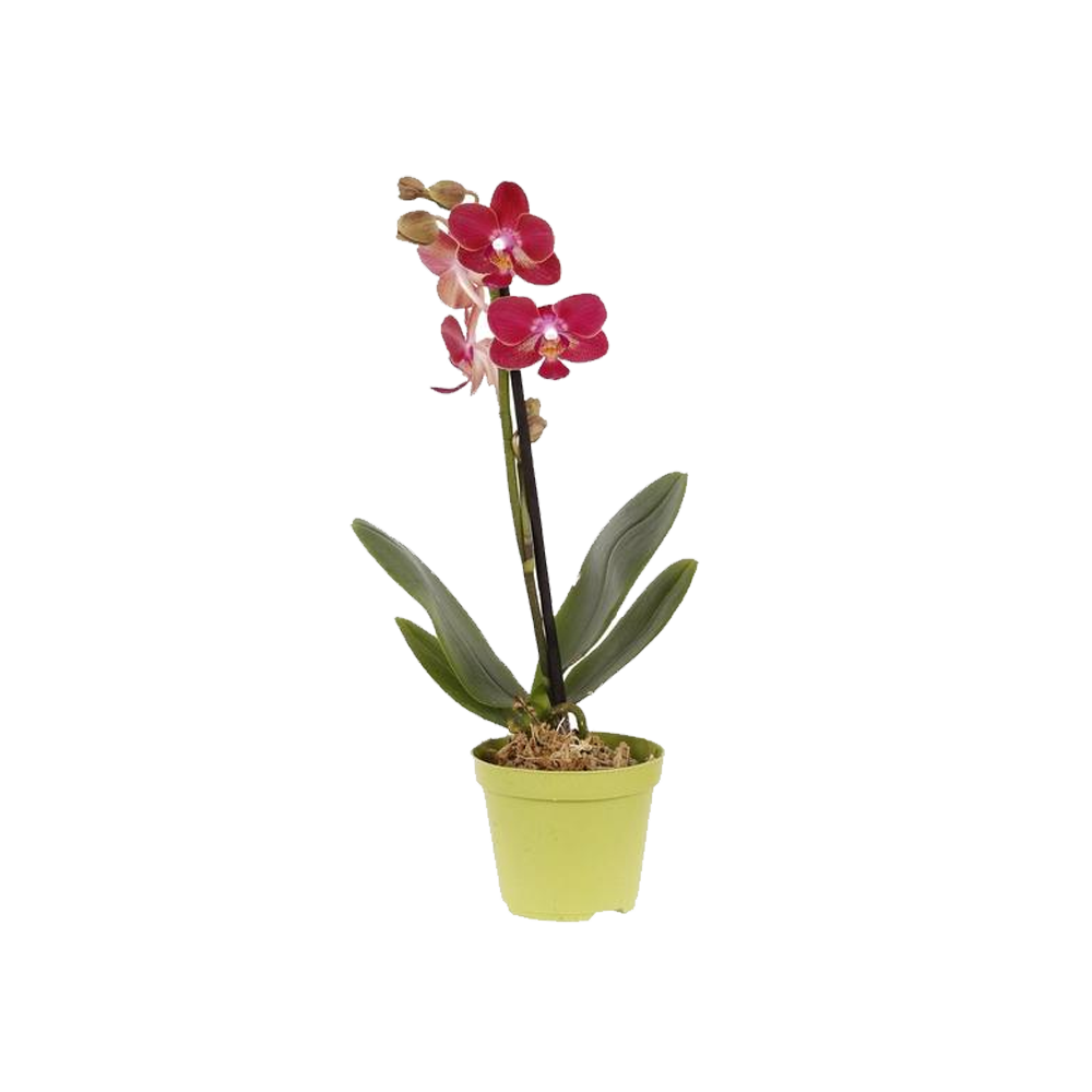 Orquídea Phalaenopsis Mini P06