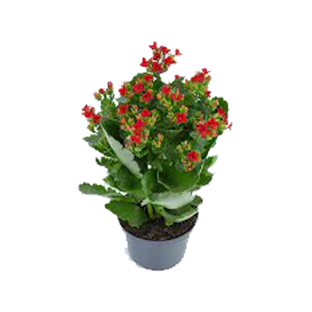 Kalanchoe P11