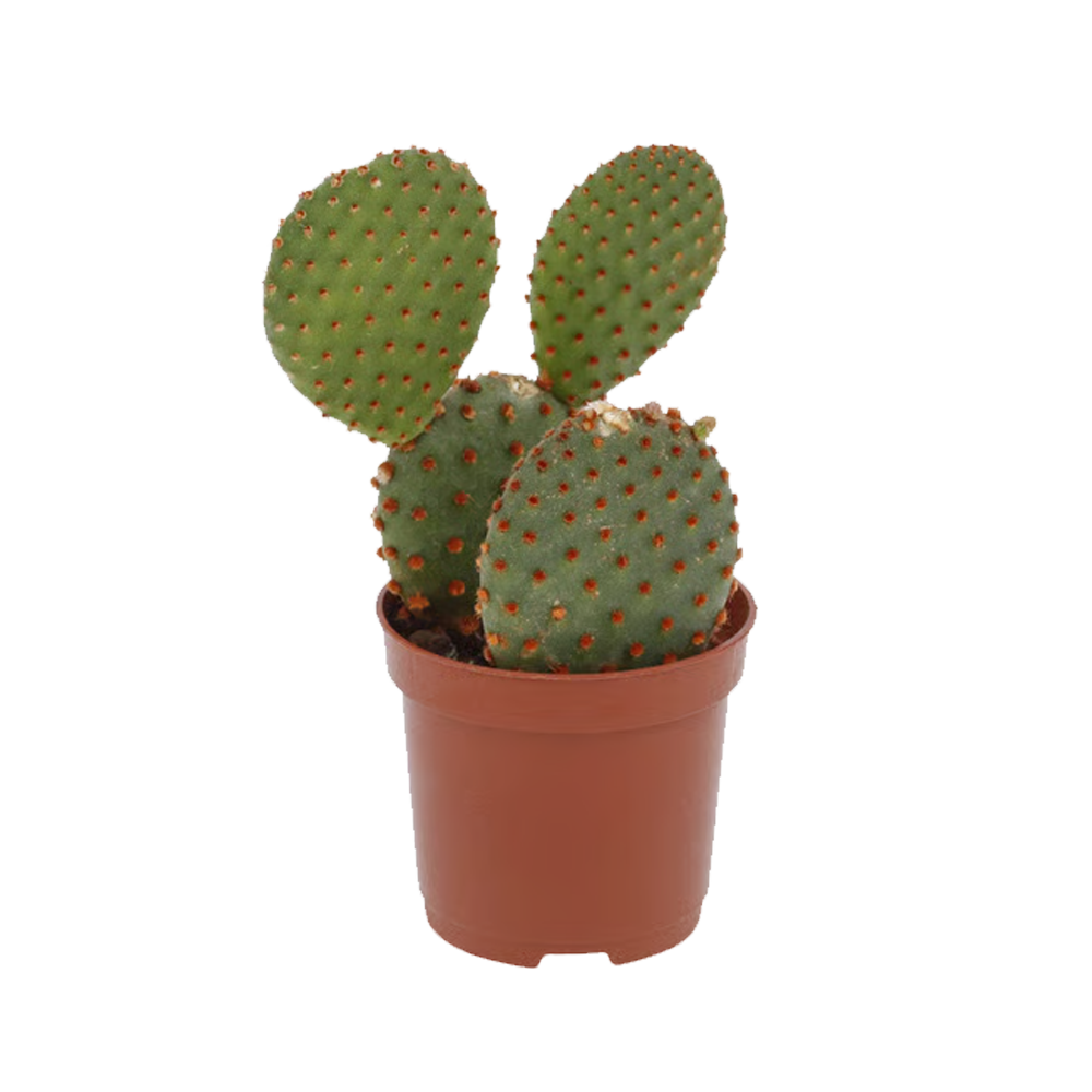 Cactus Mini P07