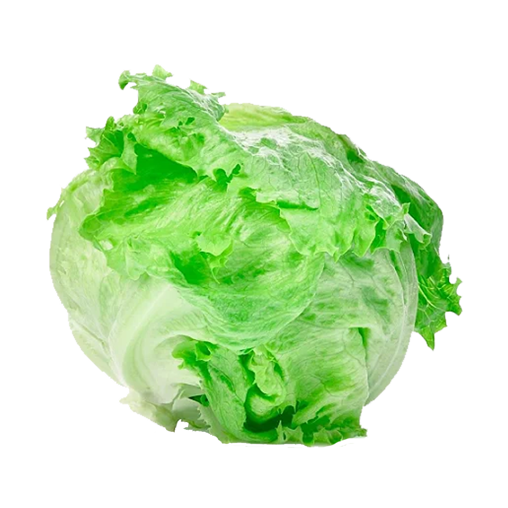 Alface Americana Jacareí