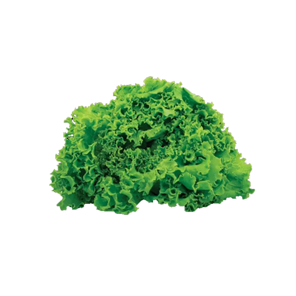 Alface Crespa Hidropônica Jacareí