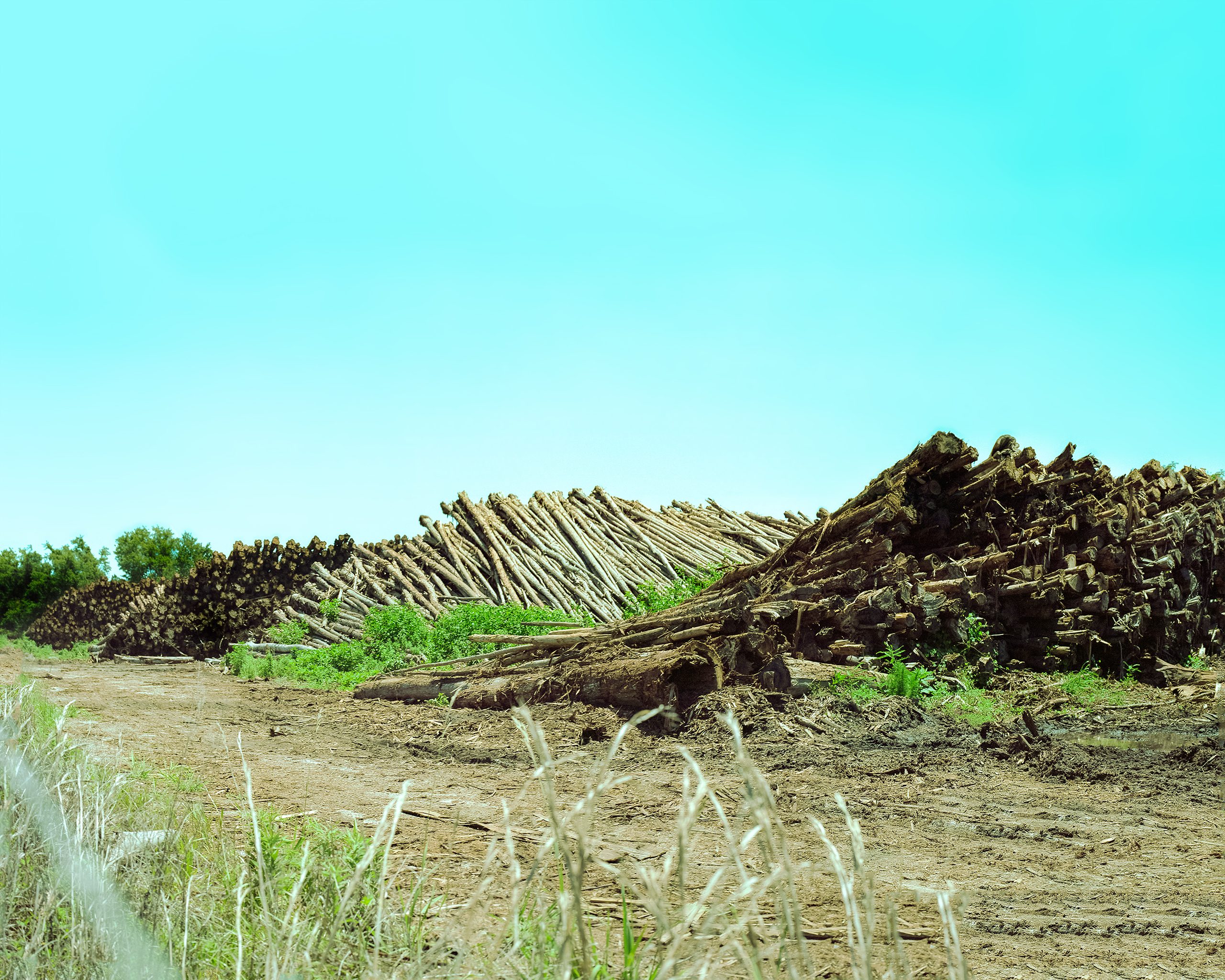 Stacked logs in neat piles stretch across a cleared yard under clear sky, their cut ends facing outward in orderly rows, with green vegetation reclaiming the edges of the timber operation.