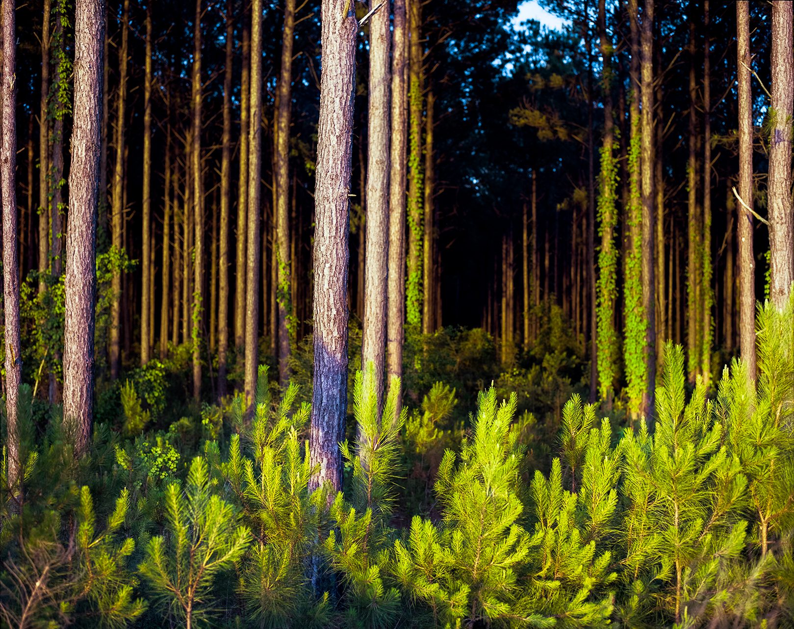 Tall pine trees with moss-covered trunks stand in rows through a managed forest, their understory dense with bright green young conifers and ferns backlit by afternoon sun.