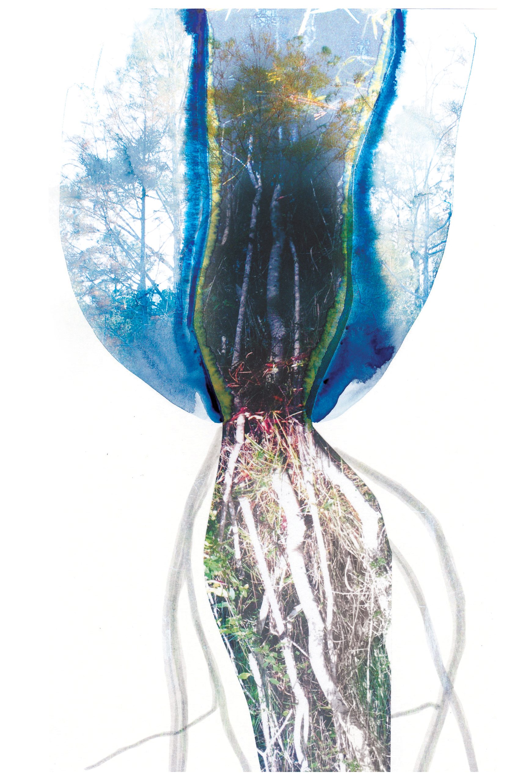 A cross-section view of a freshwater ecosystem, with tree canopies and bare branches visible in the upper half, a dark water column in the center marked by bright blue edges, and tangled roots and aquatic vegetation extending downward into the lower portion.
