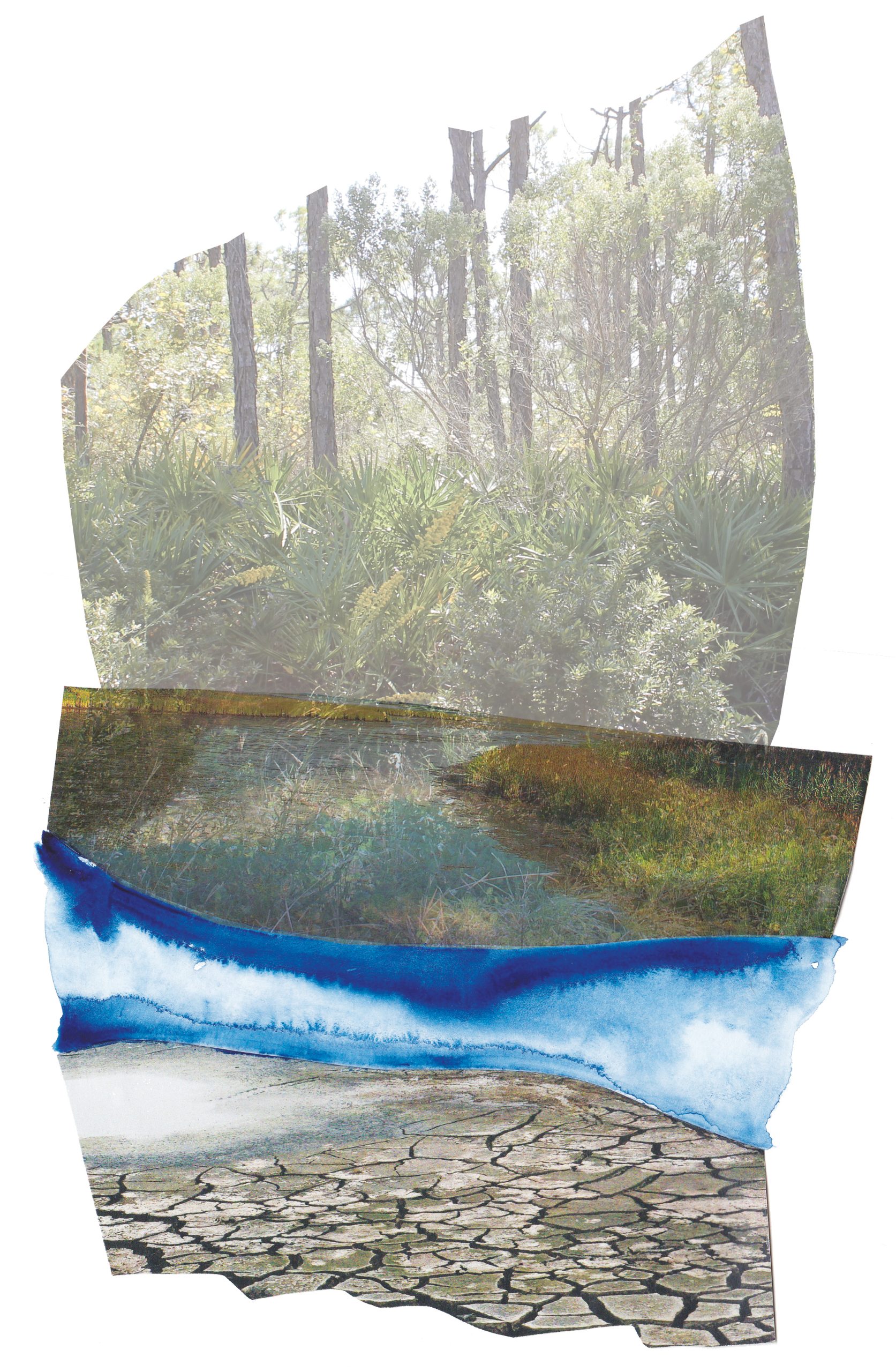 A composite image layered with Florida ecosystems: cypress forest with tall burned trunks and palmettos at top, a brackish waterway in the middle, ocean waves with foam, and cracked dried earth at bottom.