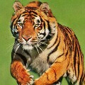 TIGRES